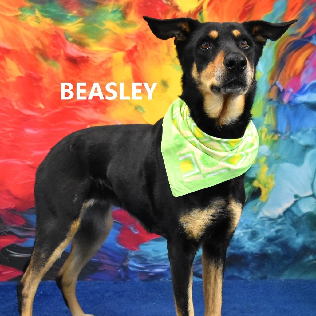 Beasley, Adoptable, Adult Female Doberman Pinscher & Mixed Breed.