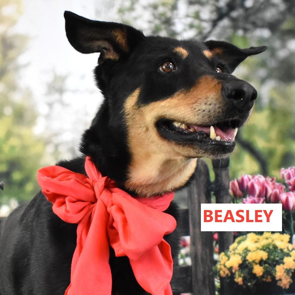 Beasley, a Adoptable mixed breed in Yuma, AZ image 3/5