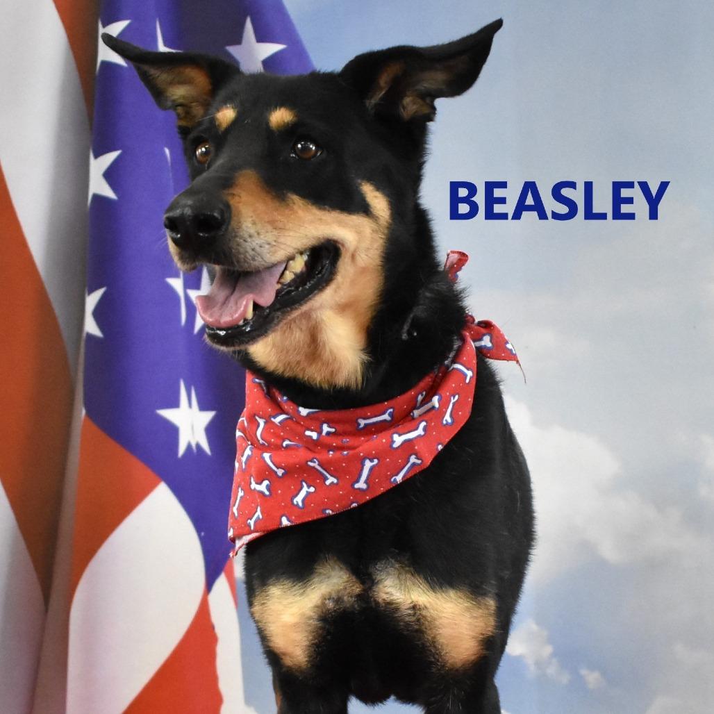 Enlarge Beasley, a Adoptable mixed breed in Yuma, AZ image 3/3