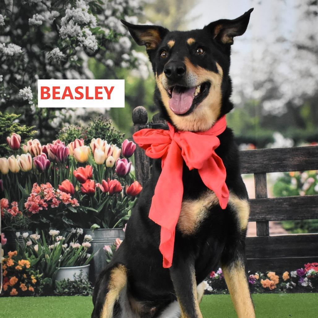 Beasley, a Adoptable mixed breed in Yuma, AZ image 5/5