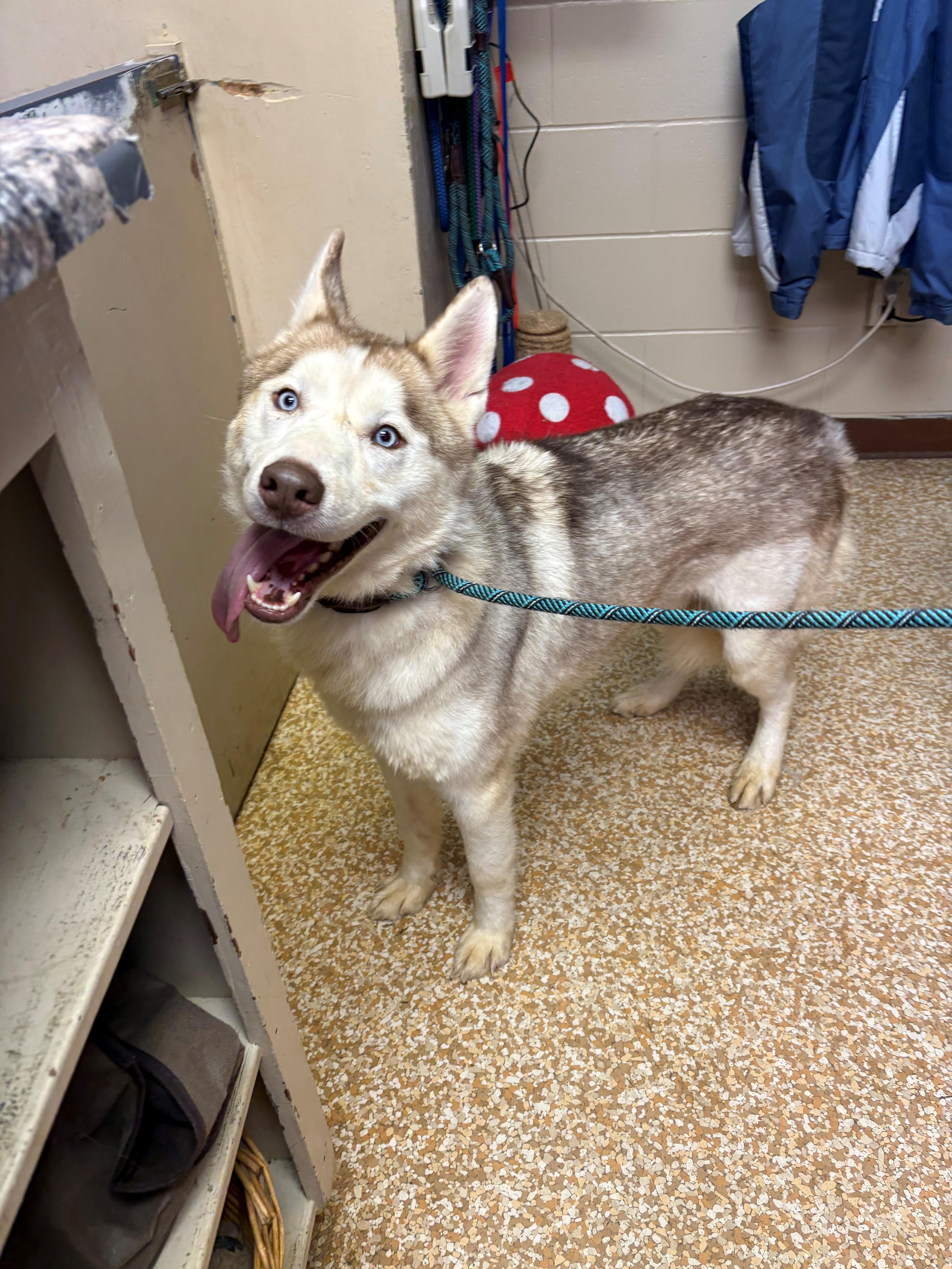 Zeus, adoptable, Adult Male Siberian Husky.