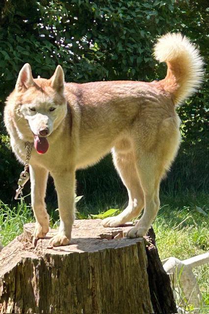 Zeus, an adoptable Siberian Husky in Deer Park, WA image 2/2
