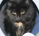 Topaz, adopted, Adult Female Domestic Short Hair.