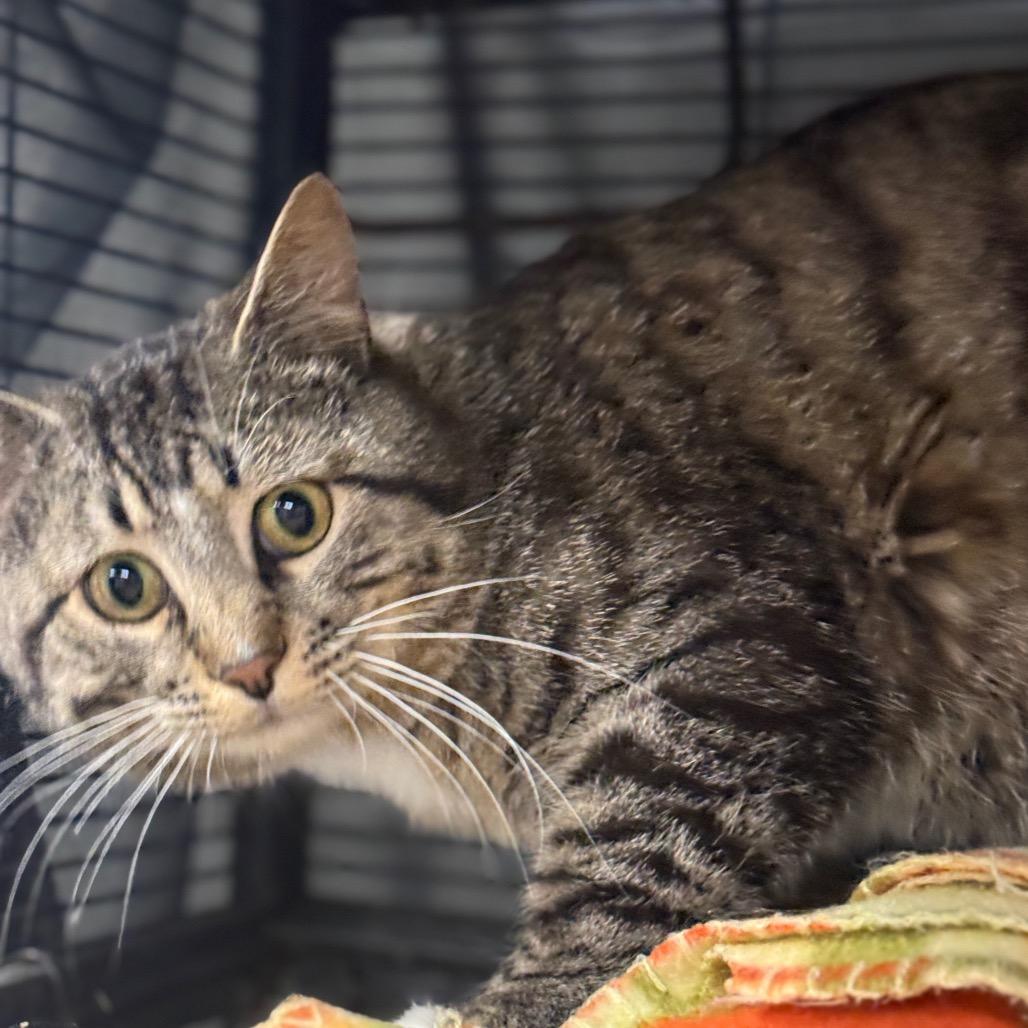 Nico, Adoptable, Adult Male Domestic Short Hair.