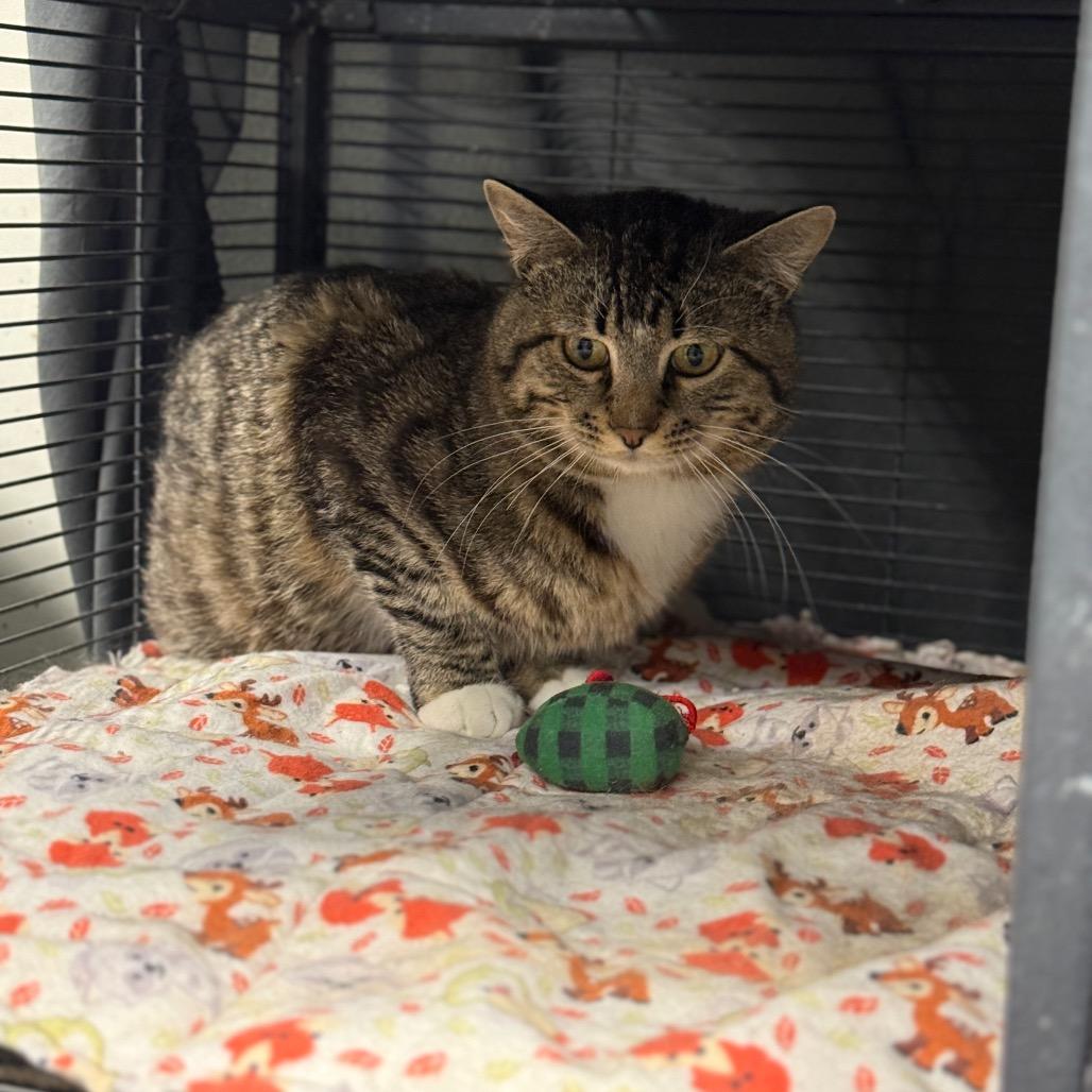 Enlarge Nico, a Adoptable Domestic Short Hair in Collinsville , OK image 2/2