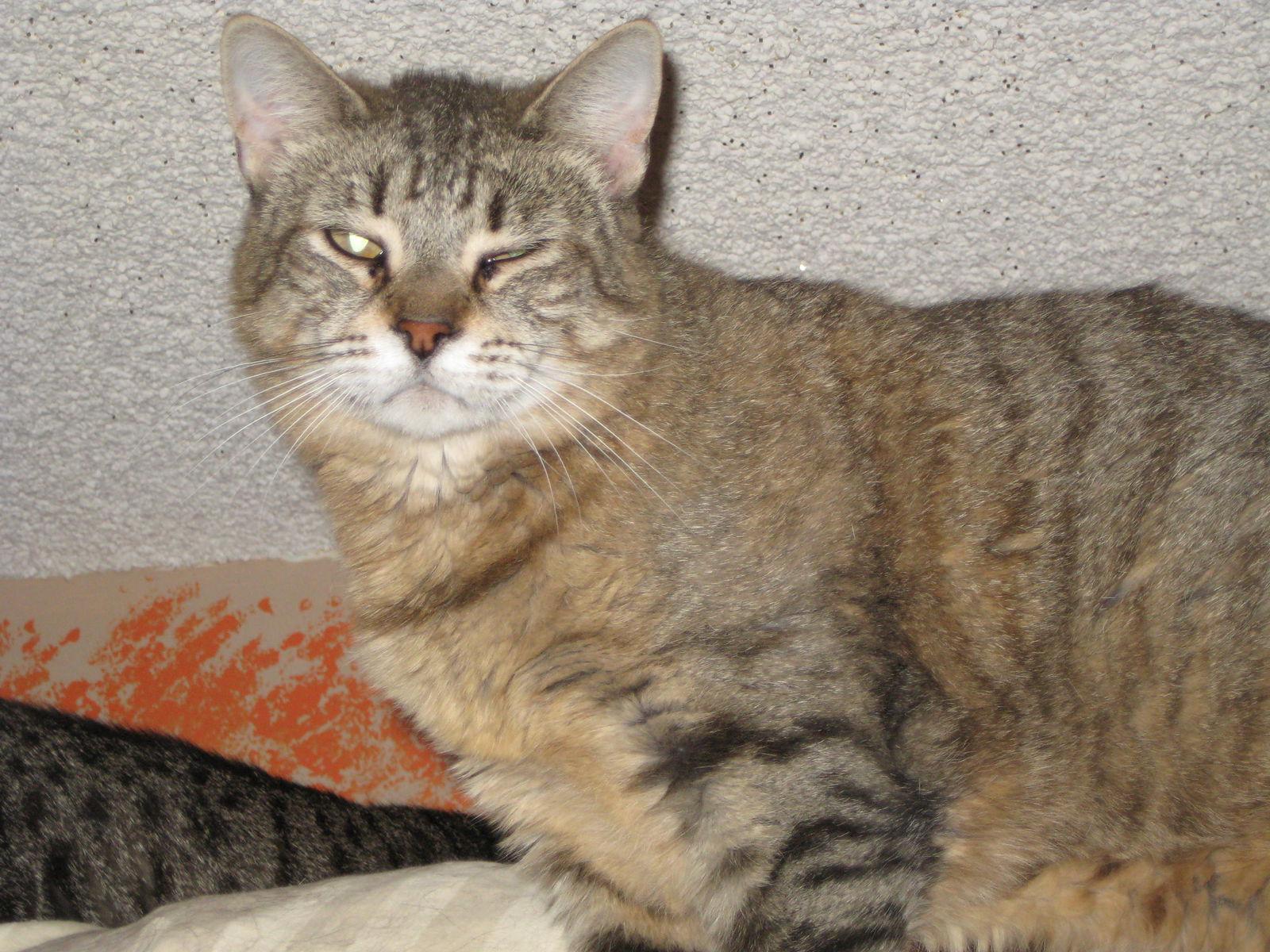 Enlarge Bella, a Adoptable Tabby in Littlerock, CA image 1/1