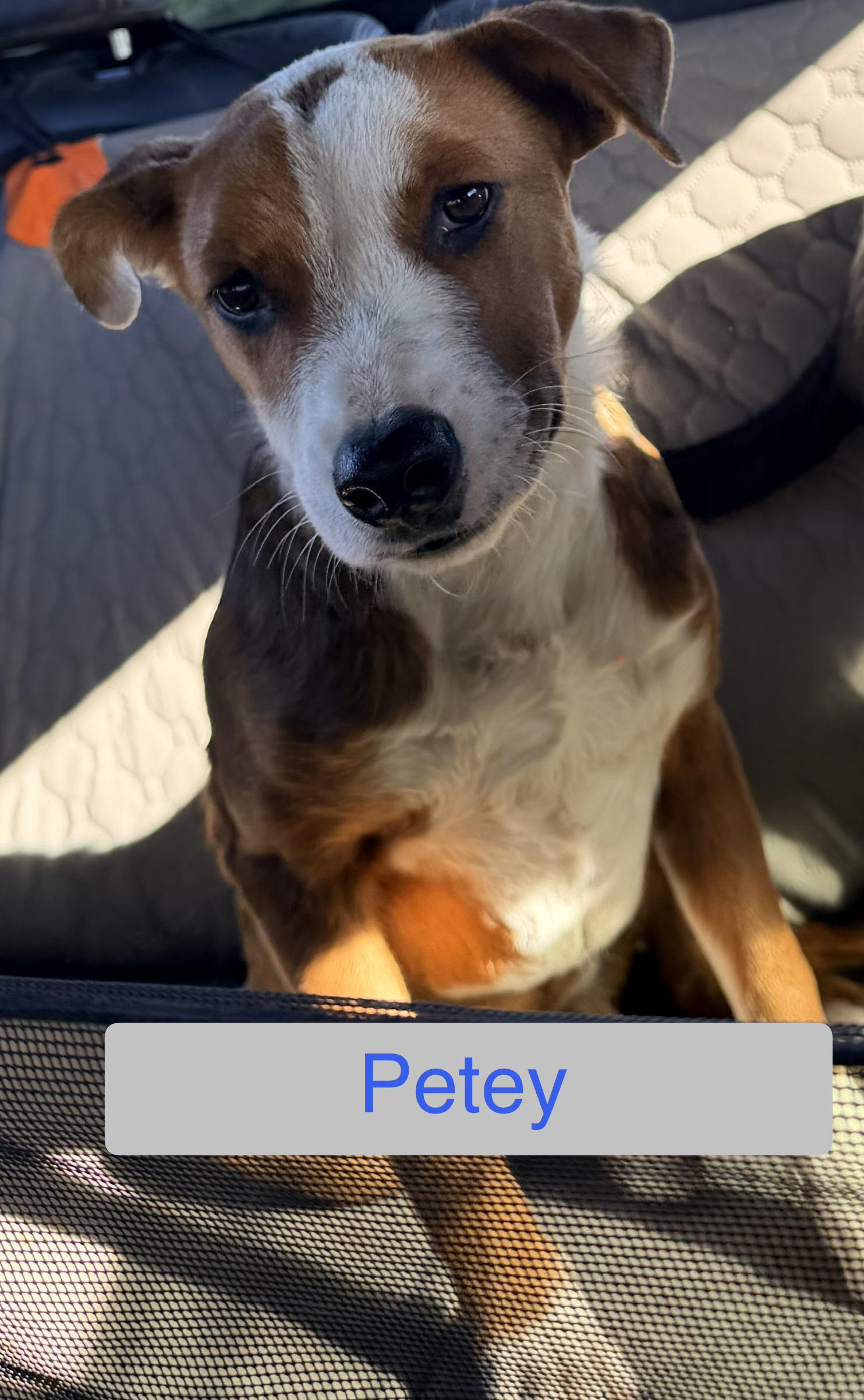 Enlarge Petey, a ADOPTABLE mixed breed in Albuquerque, NM image 1/1