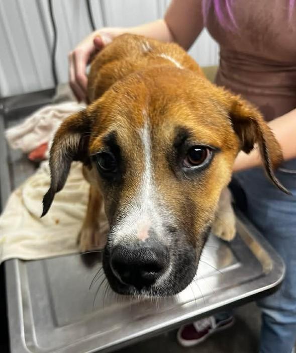 Enlarge Dustin, a ADOPTABLE Boxer in Munfordville, KY image 2/2