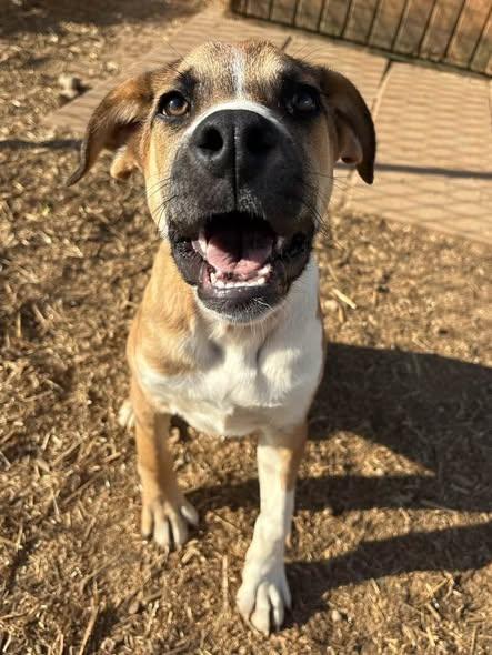 Dustin, ADOPTABLE, Young Male Boxer.
