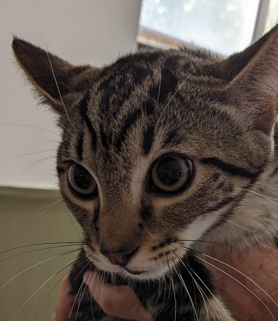 Enlarge Ray, a Adoptable mixed breed in St. Augustine, FL image 1/1