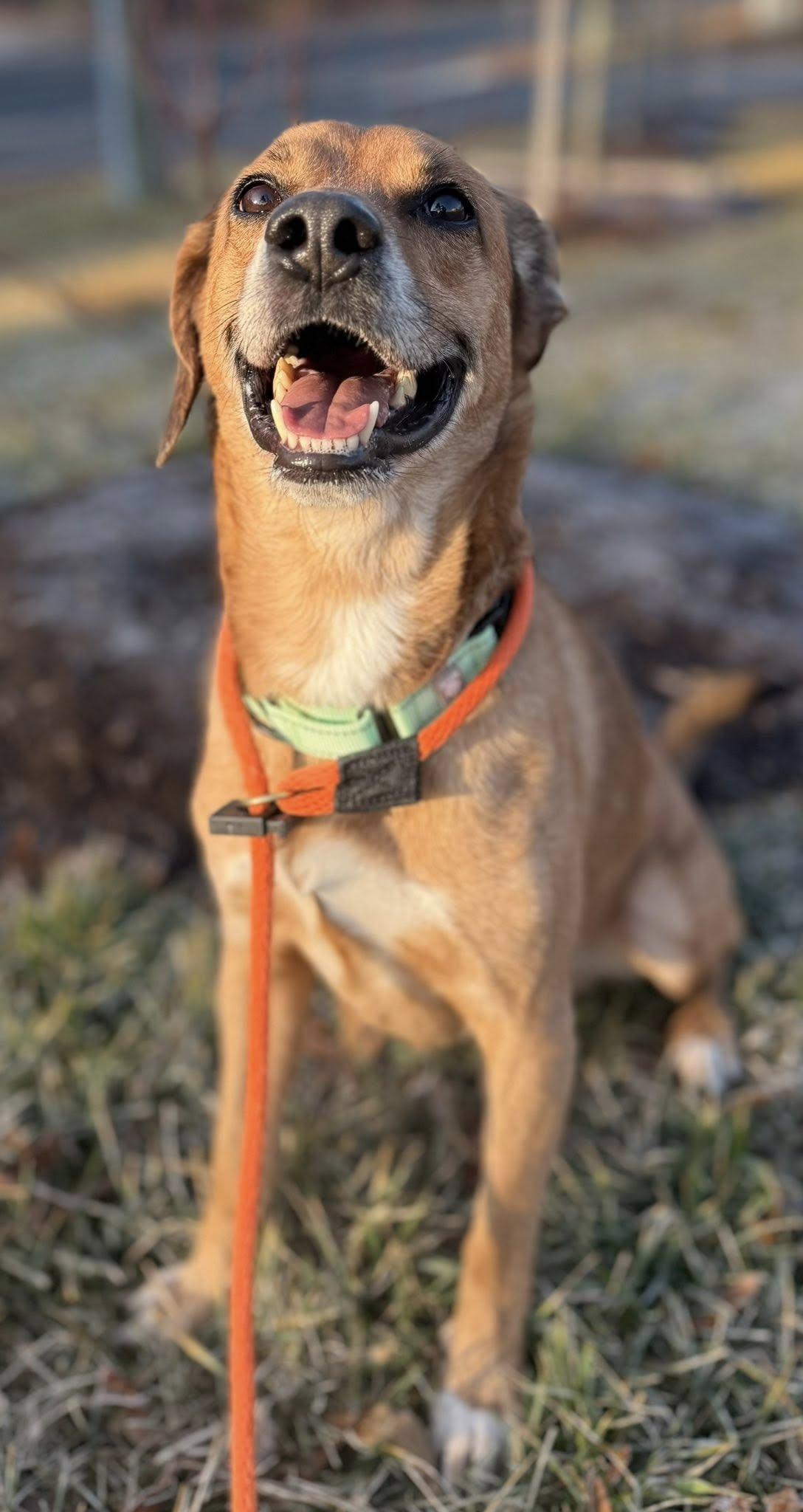 Enlarge Oslo (ID 49772/855), an adoptable mixed breed in Manassas, VA image 3/3