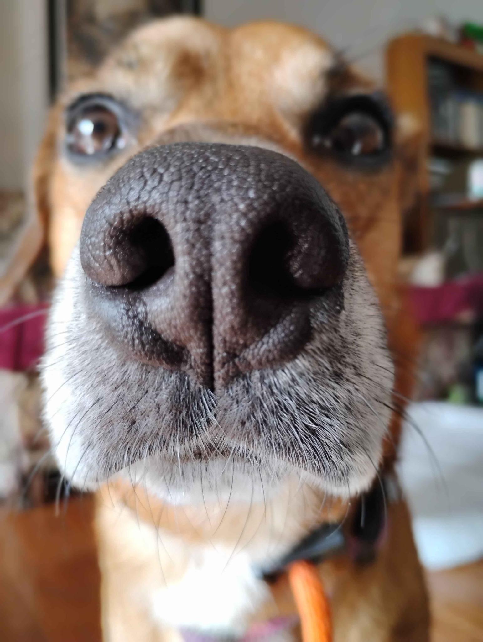 Oslo (ID 49772/855), an adoptable mixed breed in Manassas, VA image 1/4