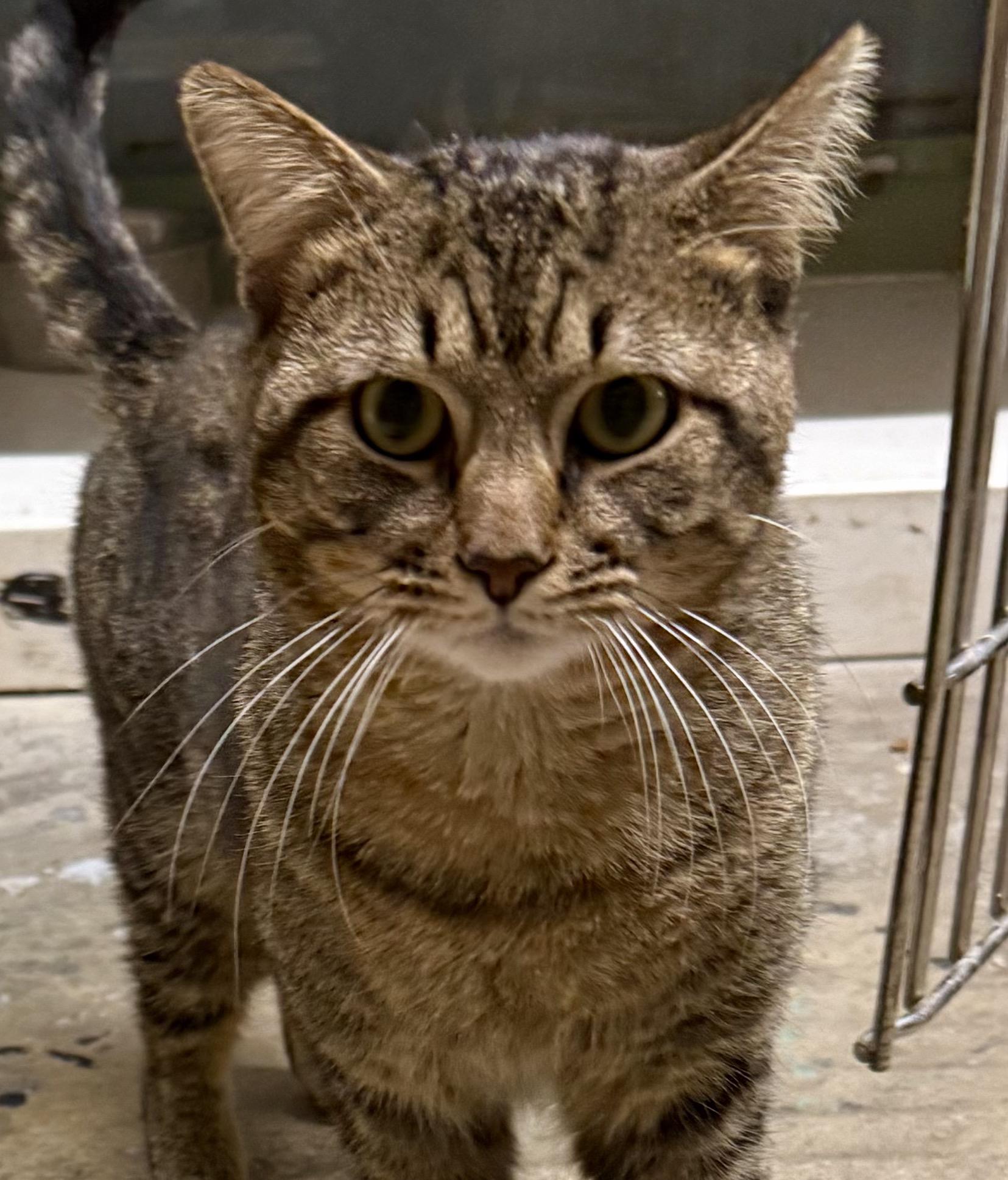 Enlarge Biscuit, a ADOPTABLE Tabby in Wilmington, NC image 1/1