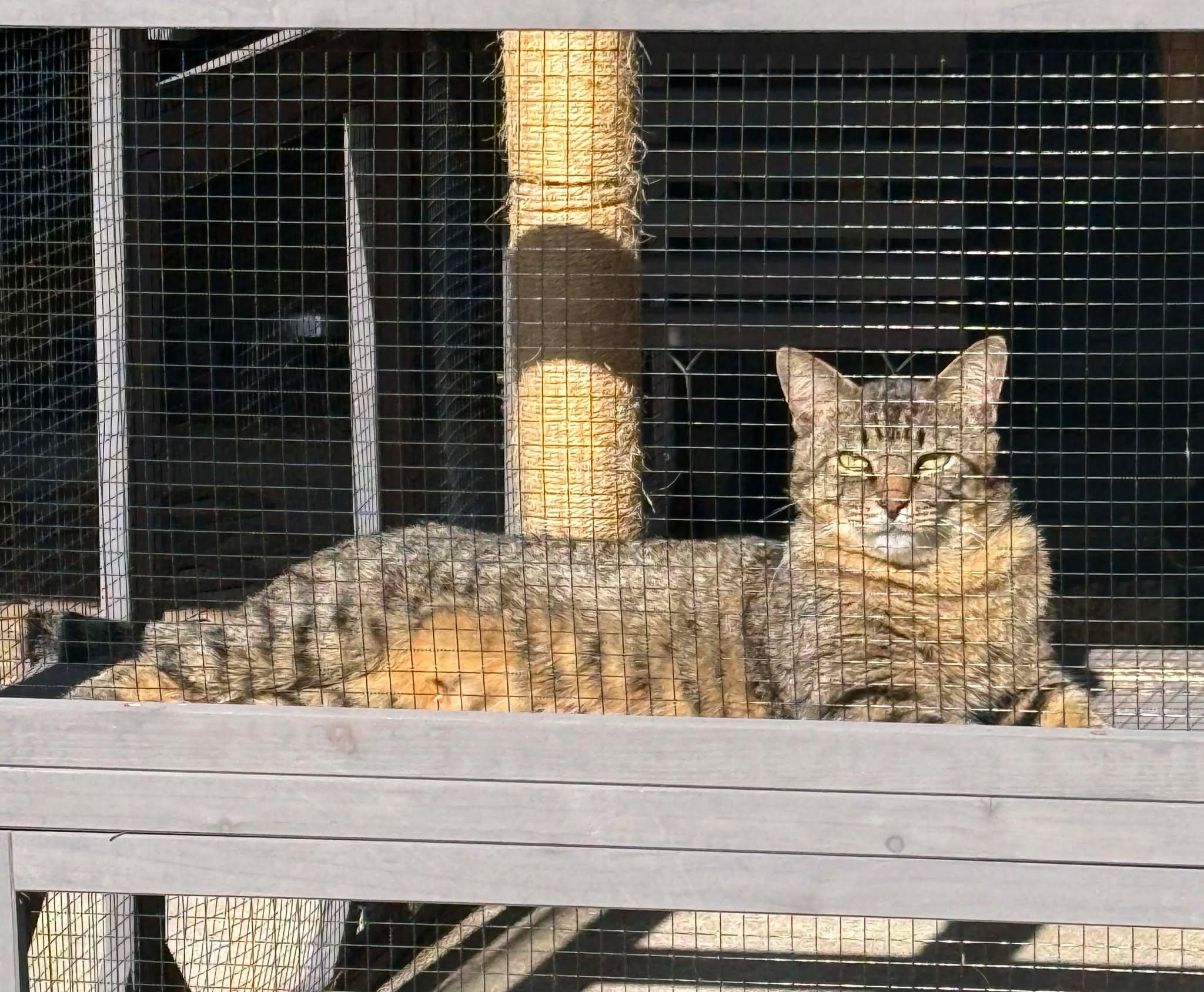 Biscuit, ADOPTABLE, Young Male Tabby.