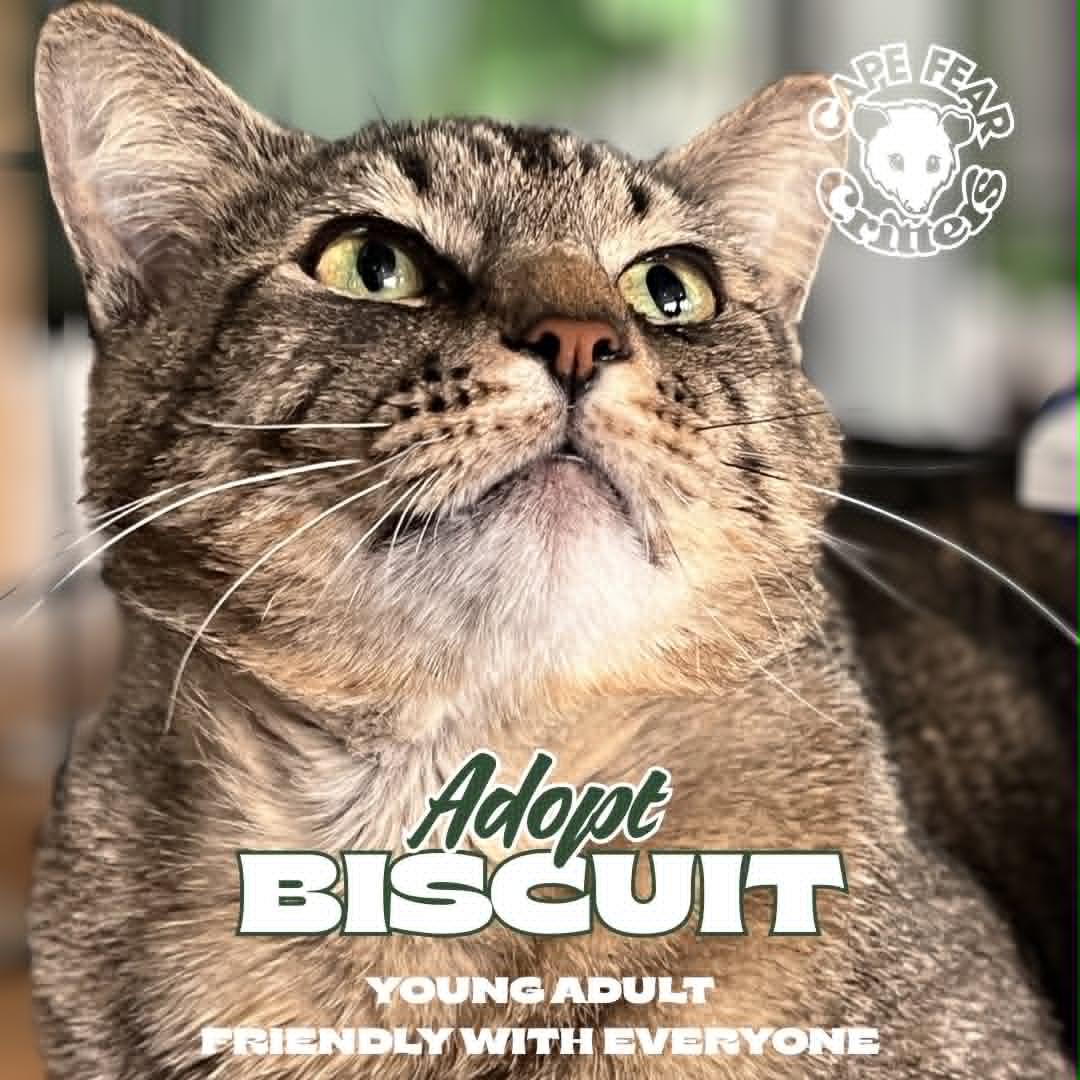 Biscuit, ADOPTABLE, Young Male Tabby.