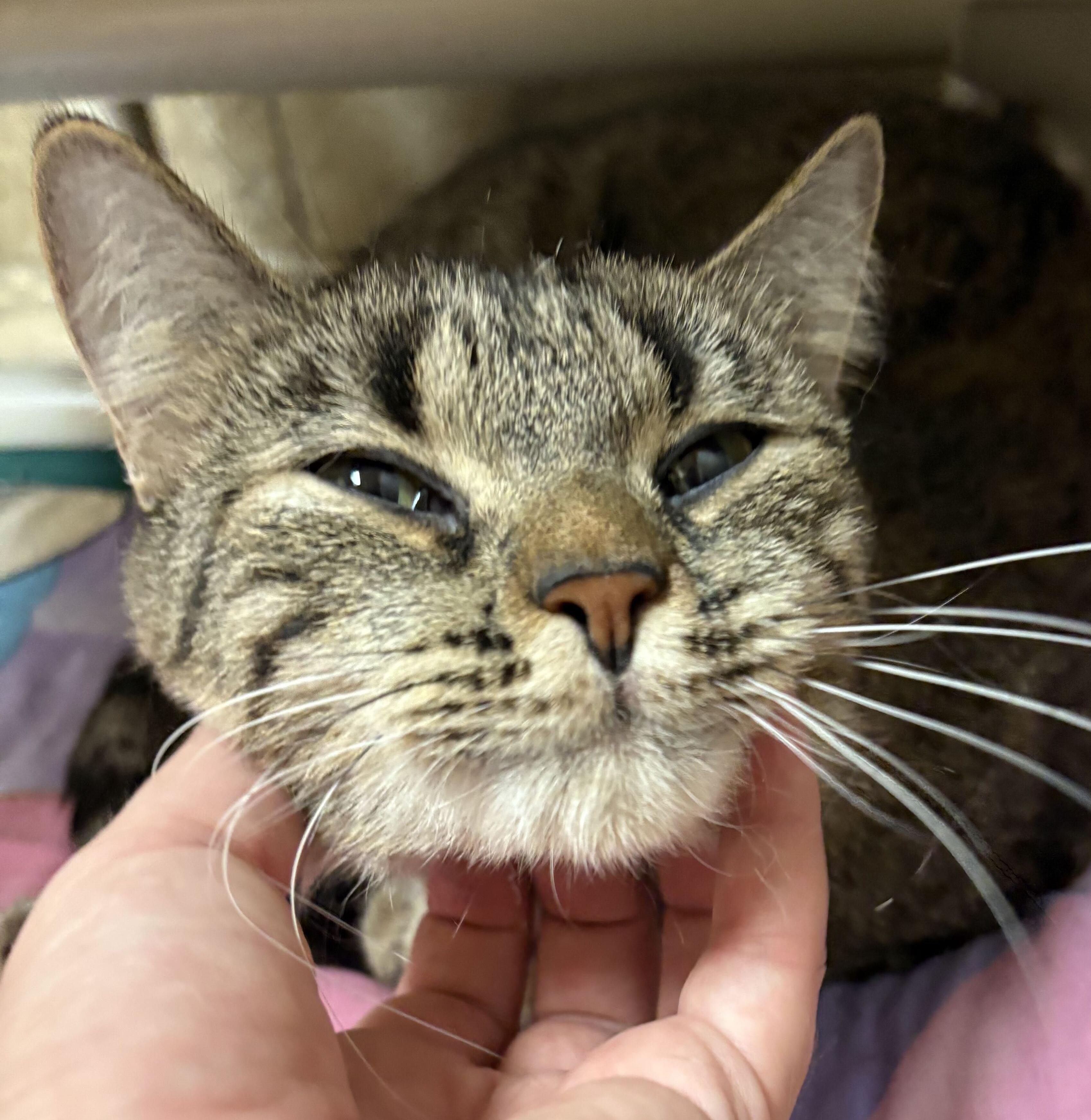 Enlarge Lavender - Reduced Fee, a Adoptable Domestic Short Hair in Jefferson, WI image 2/3