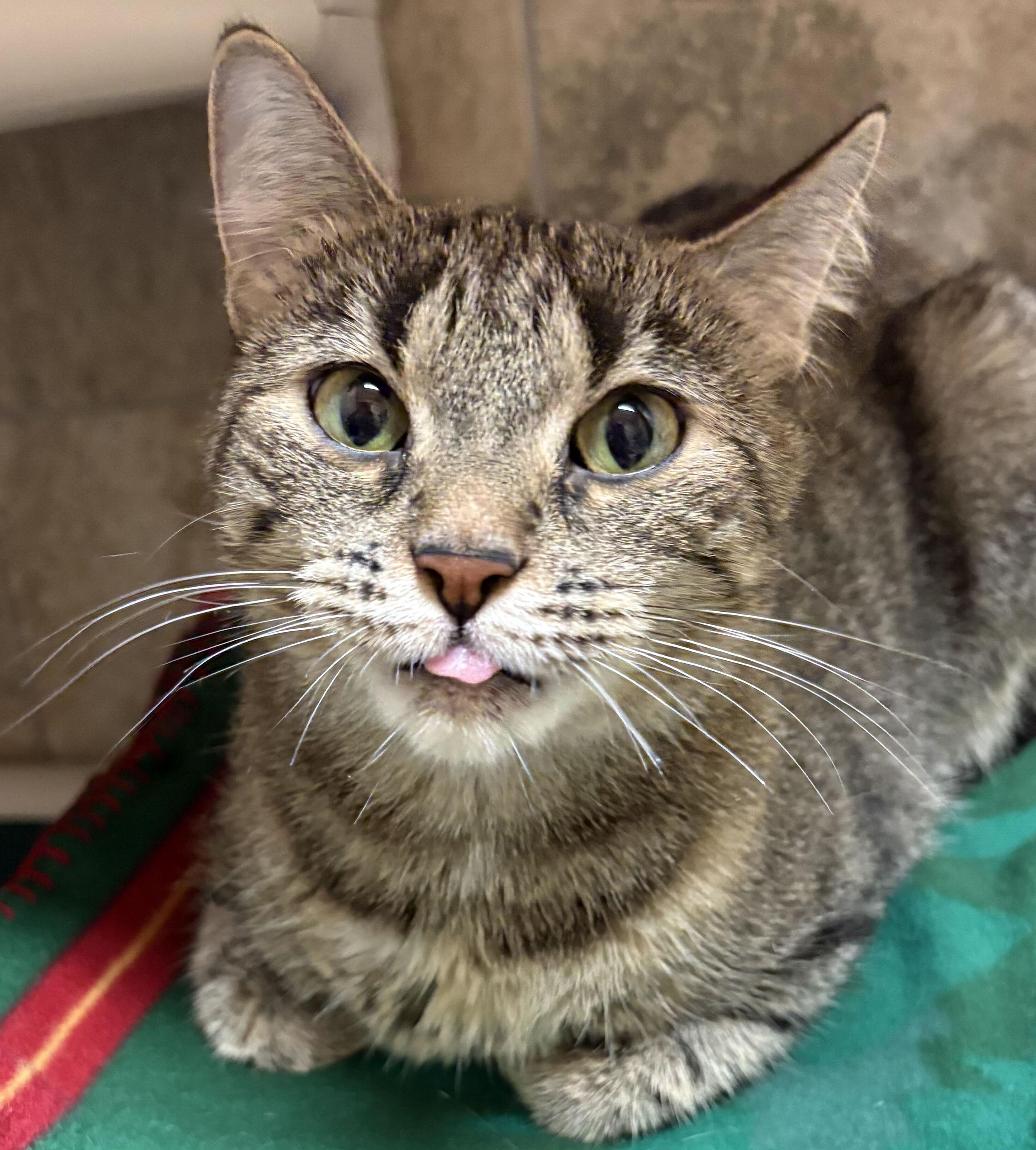 Enlarge Lavender - Reduced Fee, a Adoptable Domestic Short Hair in Jefferson, WI image 3/3
