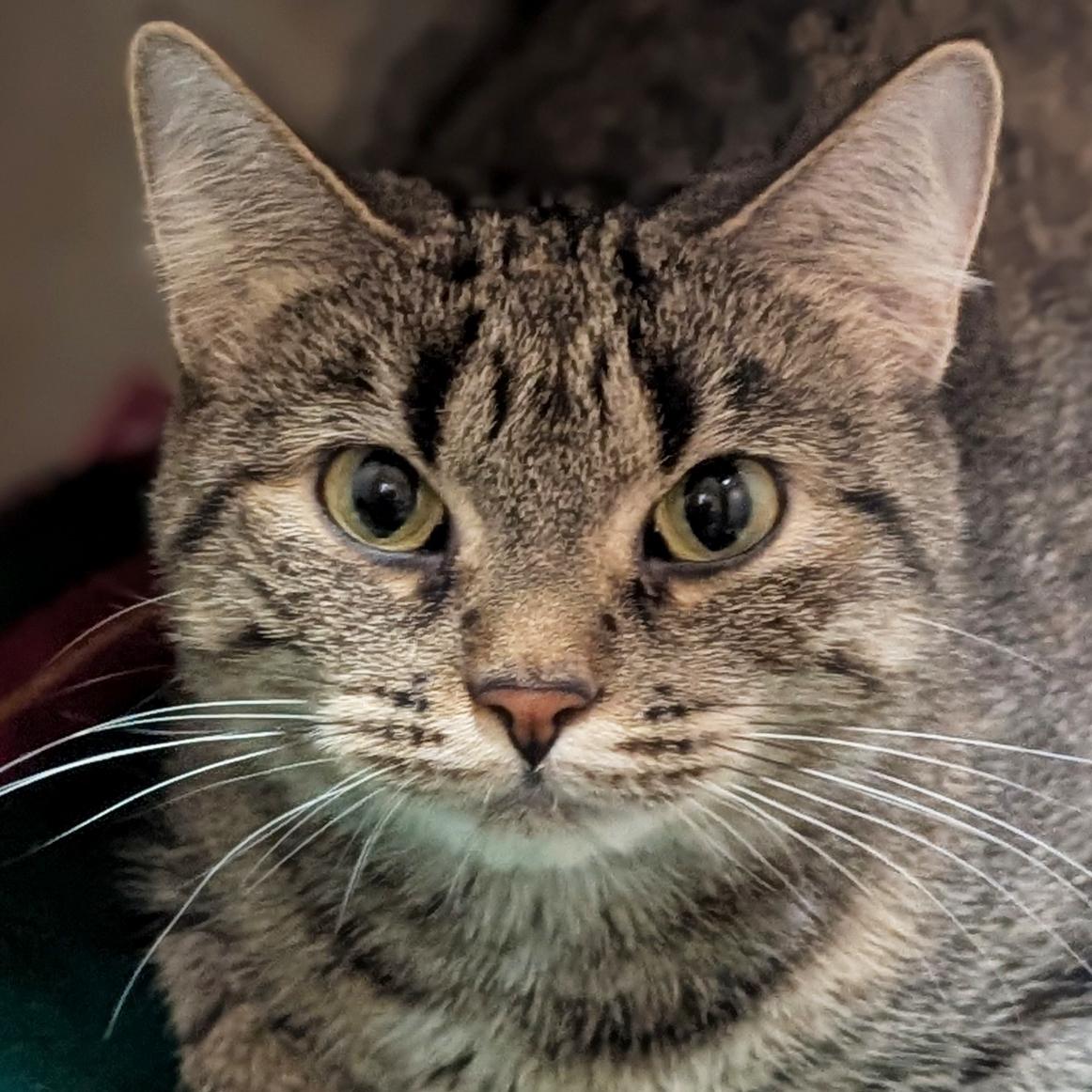 Lavender - Reduced Fee, Adoptable, Adult Female Domestic Short Hair.