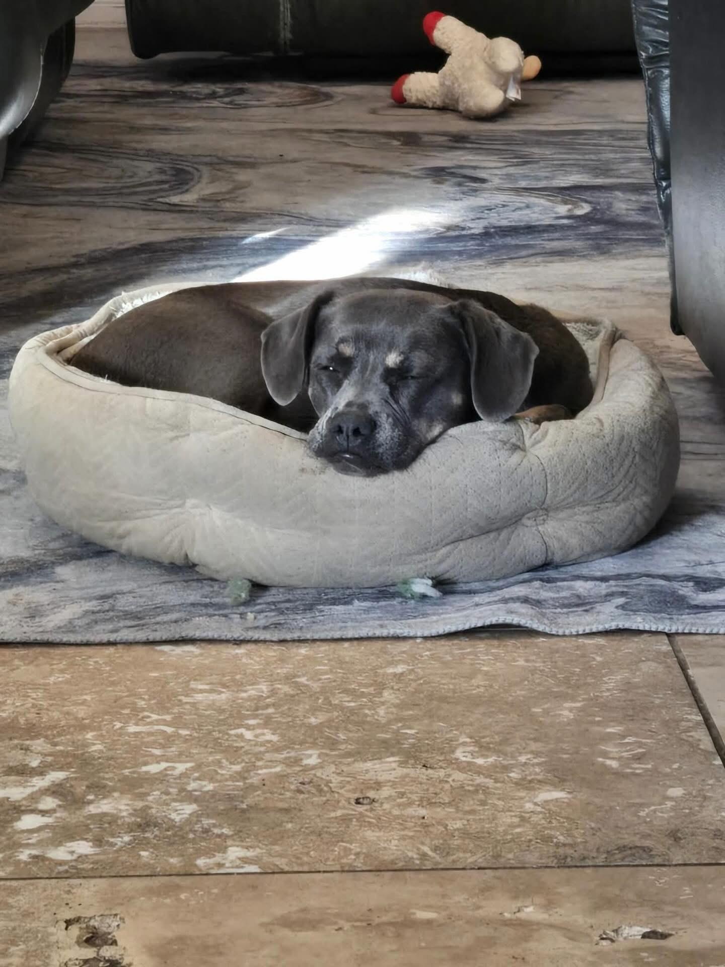 Enlarge Hazel, a ADOPTABLE mixed breed in Las Vegas, NV image 4/4