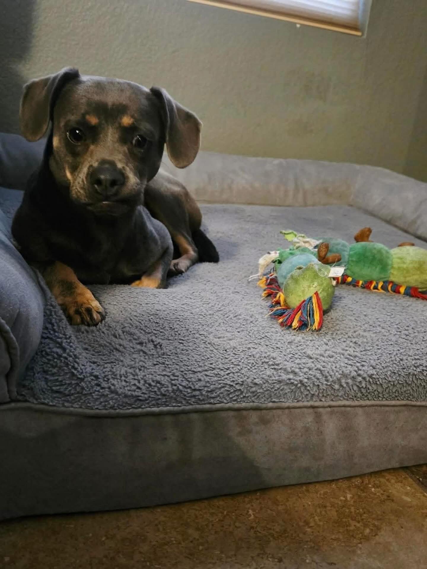 Enlarge Hazel, a ADOPTABLE mixed breed in Las Vegas, NV image 2/4