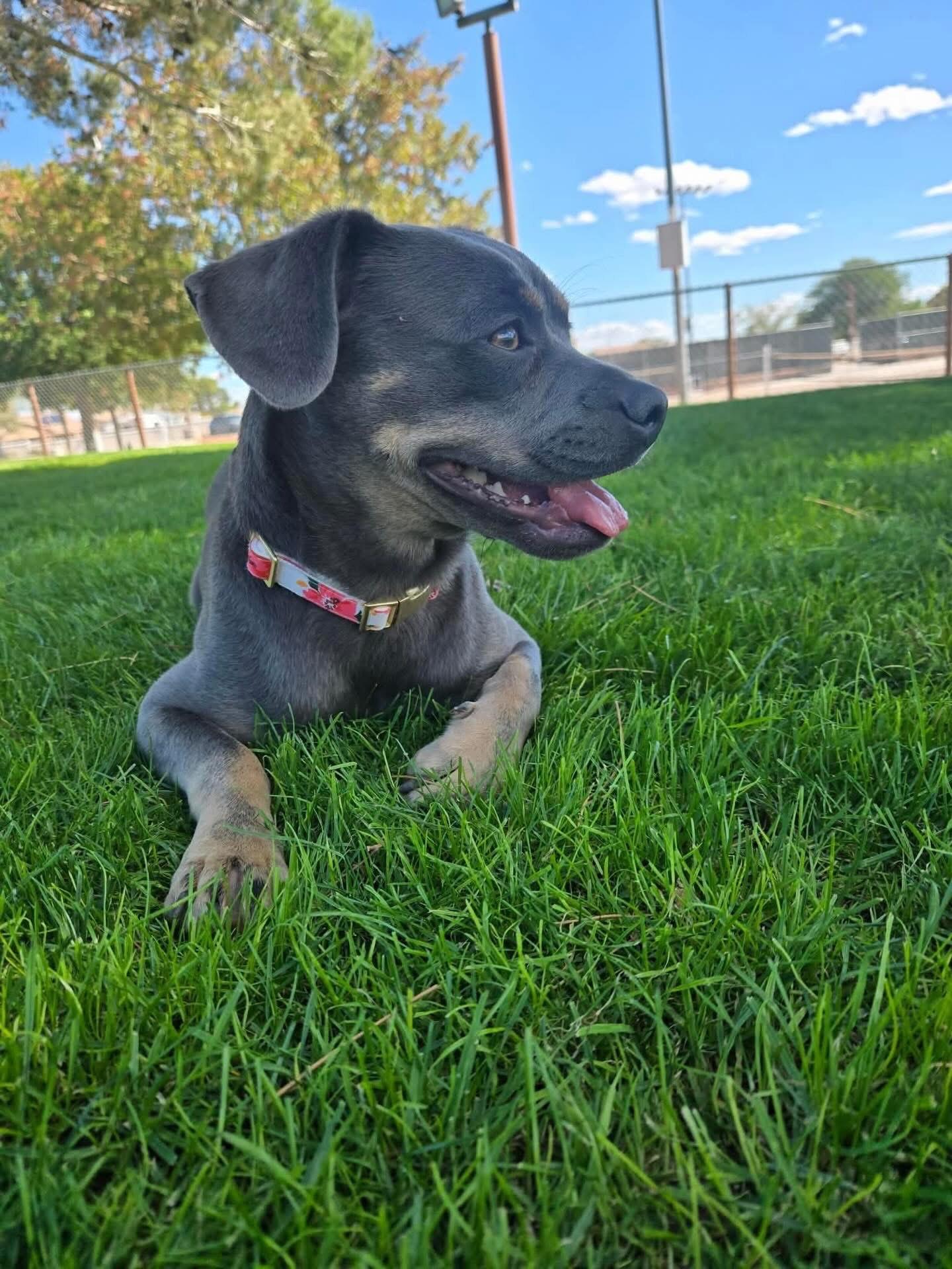 Enlarge Hazel, a ADOPTABLE mixed breed in Las Vegas, NV image 3/4