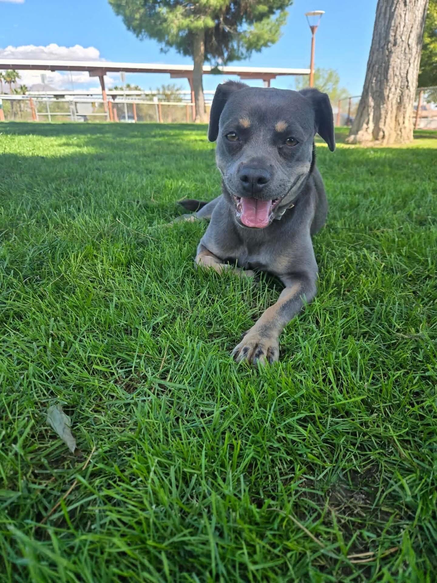 Enlarge Hazel, a ADOPTABLE mixed breed in Las Vegas, NV image 1/4