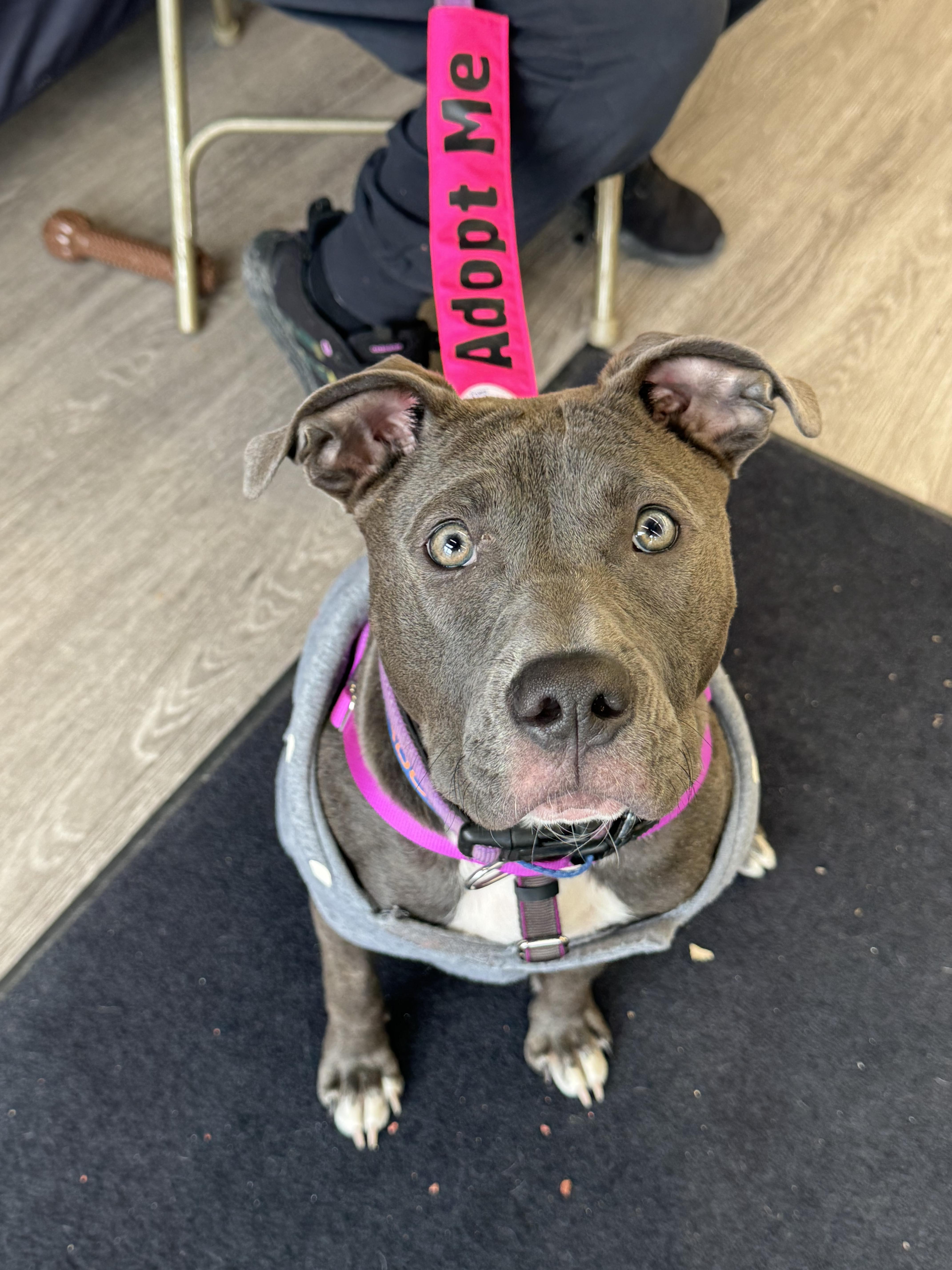 Enlarge Nova, a Adoptable mixed breed in Troy, MI image 1/6