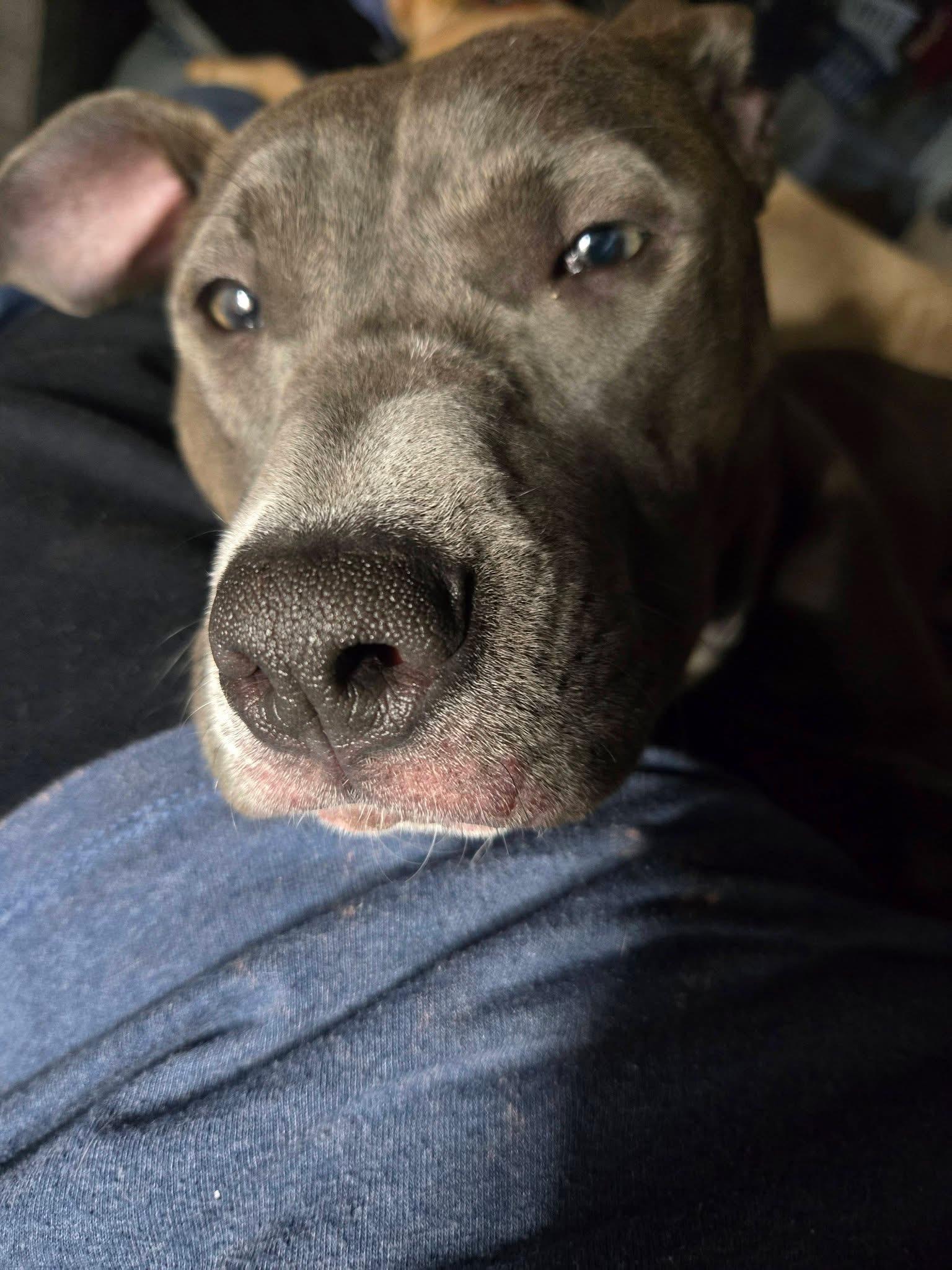 Enlarge Nova, a Adoptable mixed breed in Troy, MI image 2/6