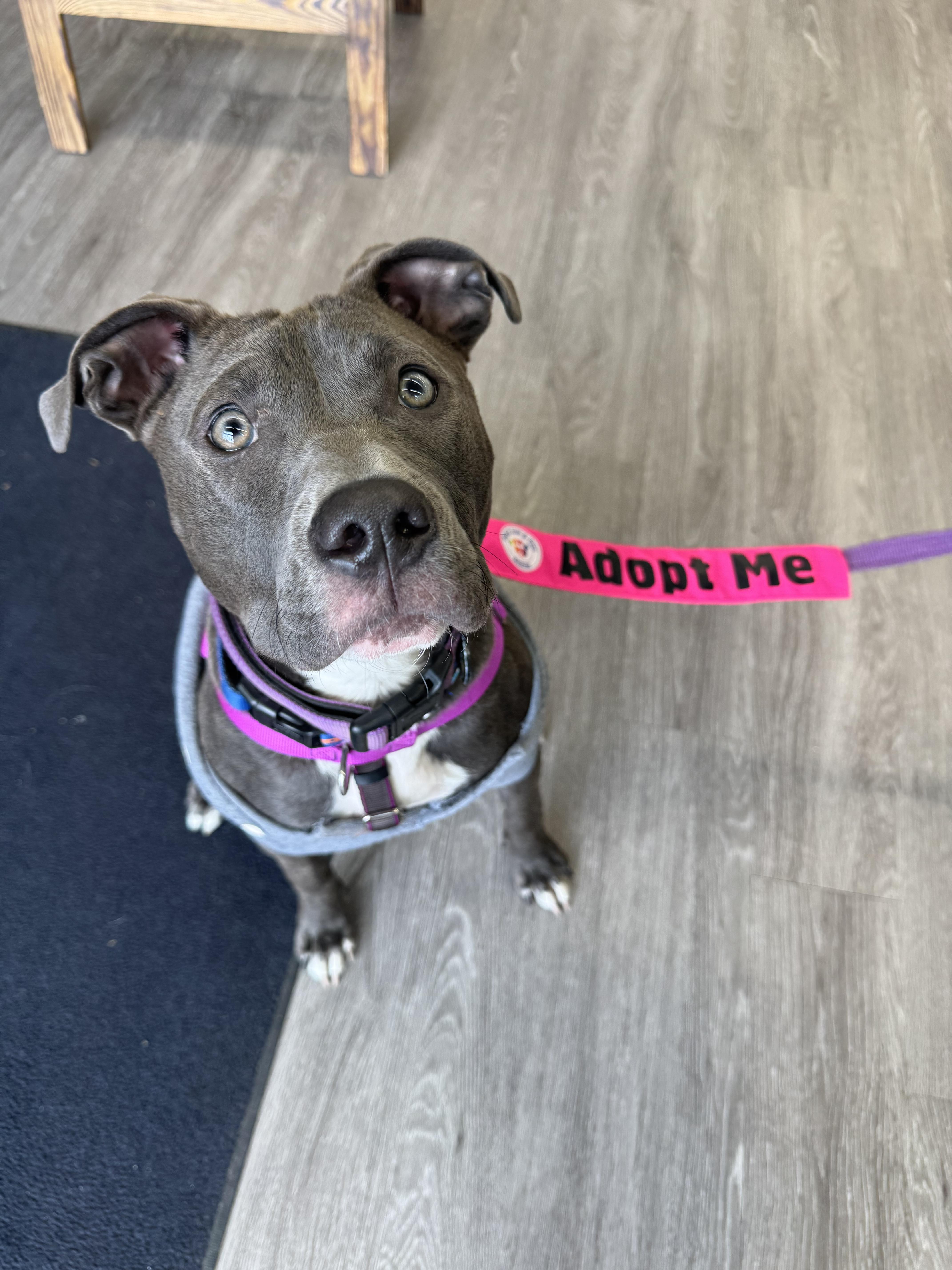 Enlarge Nova, a Adoptable mixed breed in Troy, MI image 3/6