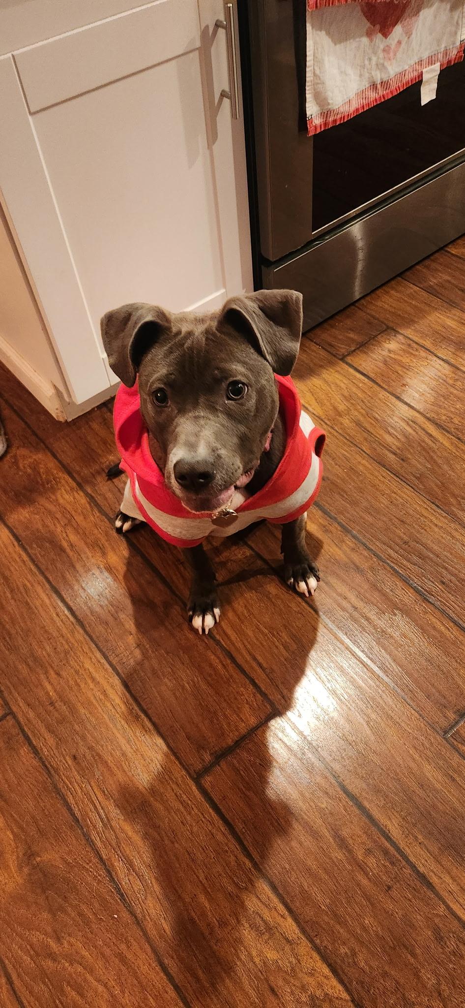 Nova, Adoptable, Young Female Pit Bull Terrier & Labrador Retriever.