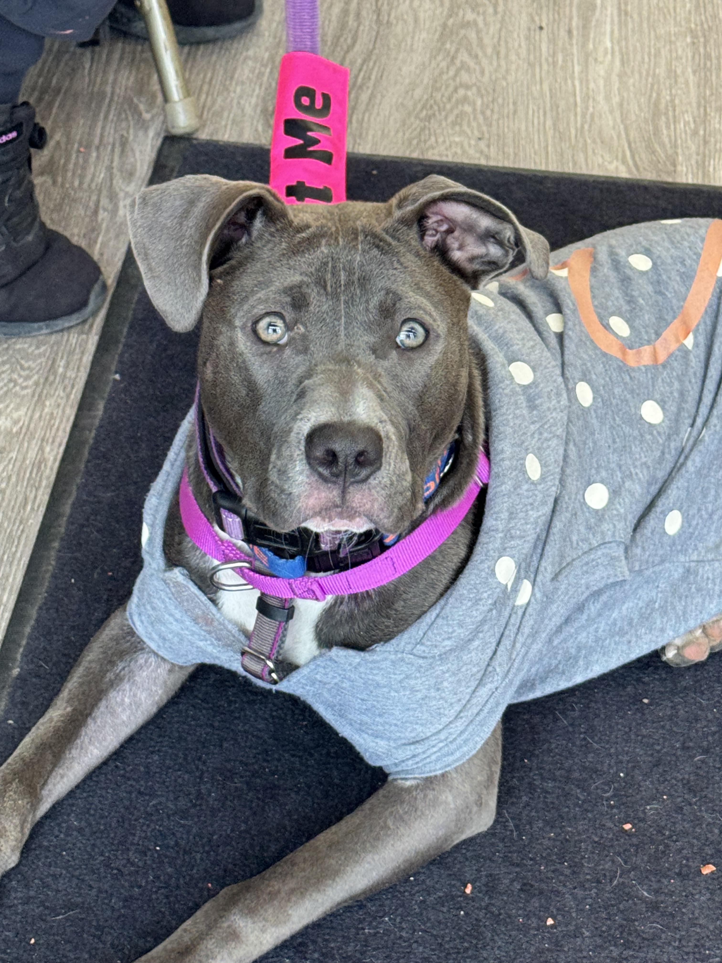 Enlarge Nova, a Adoptable mixed breed in Troy, MI image 4/6