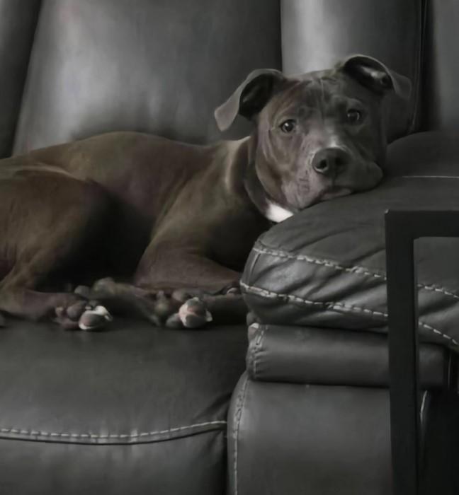 Enlarge Nova, a Adoptable mixed breed in Troy, MI image 5/6