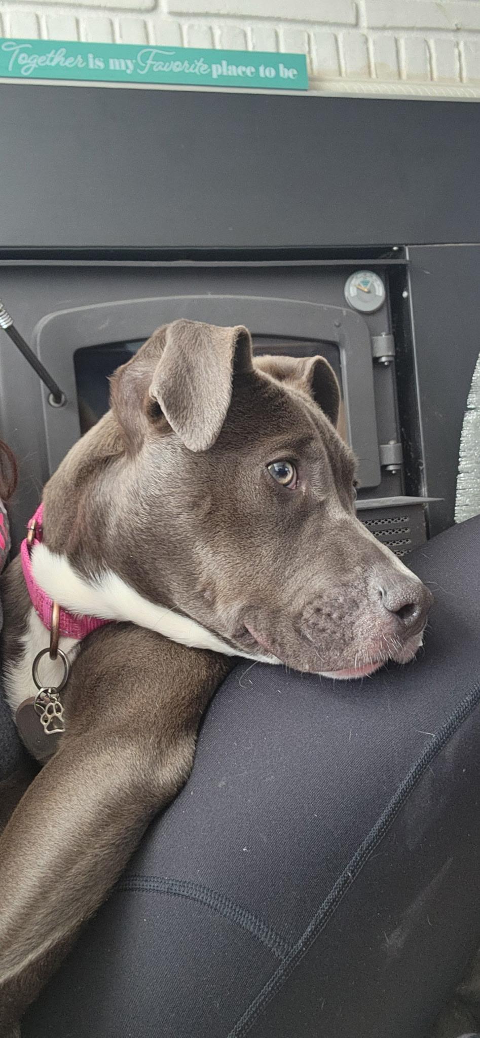 Enlarge Nova, a Adoptable mixed breed in Troy, MI image 6/6