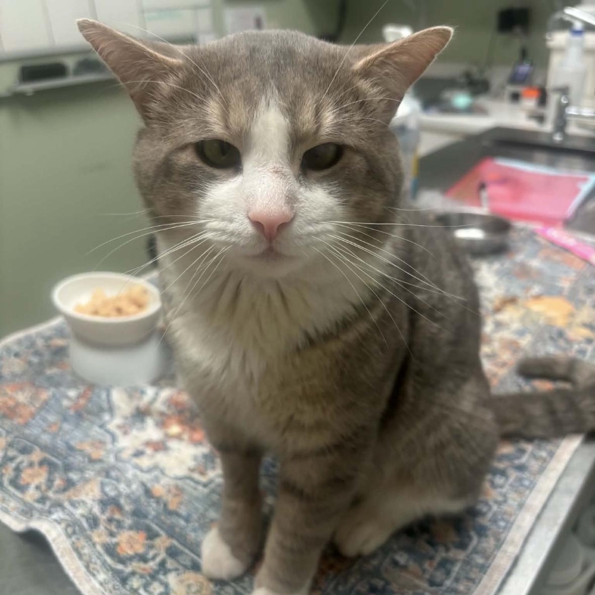 GARF- I have special needs, ADOPTABLE, Adult Male Domestic Short Hair.