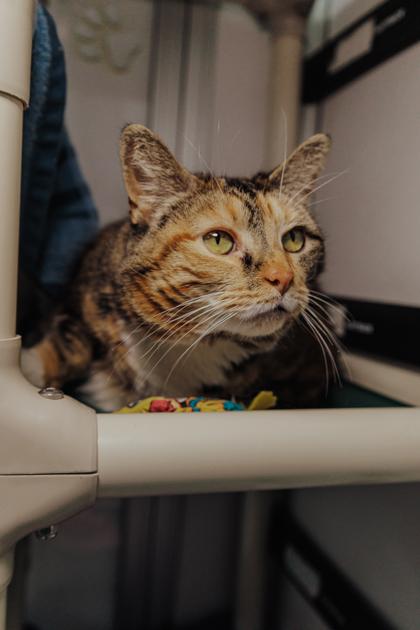 Enlarge Midge, a Adoptable mixed breed in Elmira, NY image 1/3