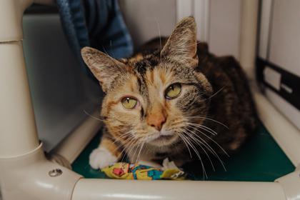 Enlarge Midge, a Adoptable mixed breed in Elmira, NY image 2/3