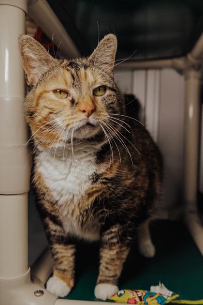 Enlarge Midge, a Adoptable mixed breed in Elmira, NY image 3/3