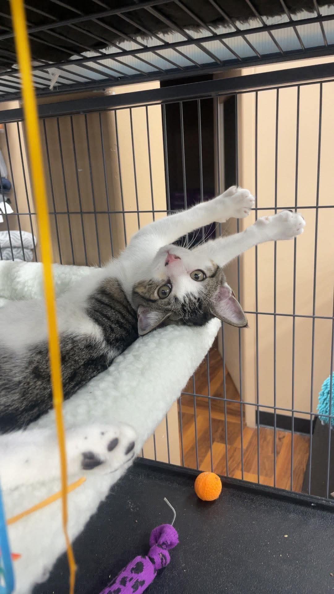 Enlarge Chip & Dale, a Adoptable Domestic Short Hair in Fredericton, NB image 4/6