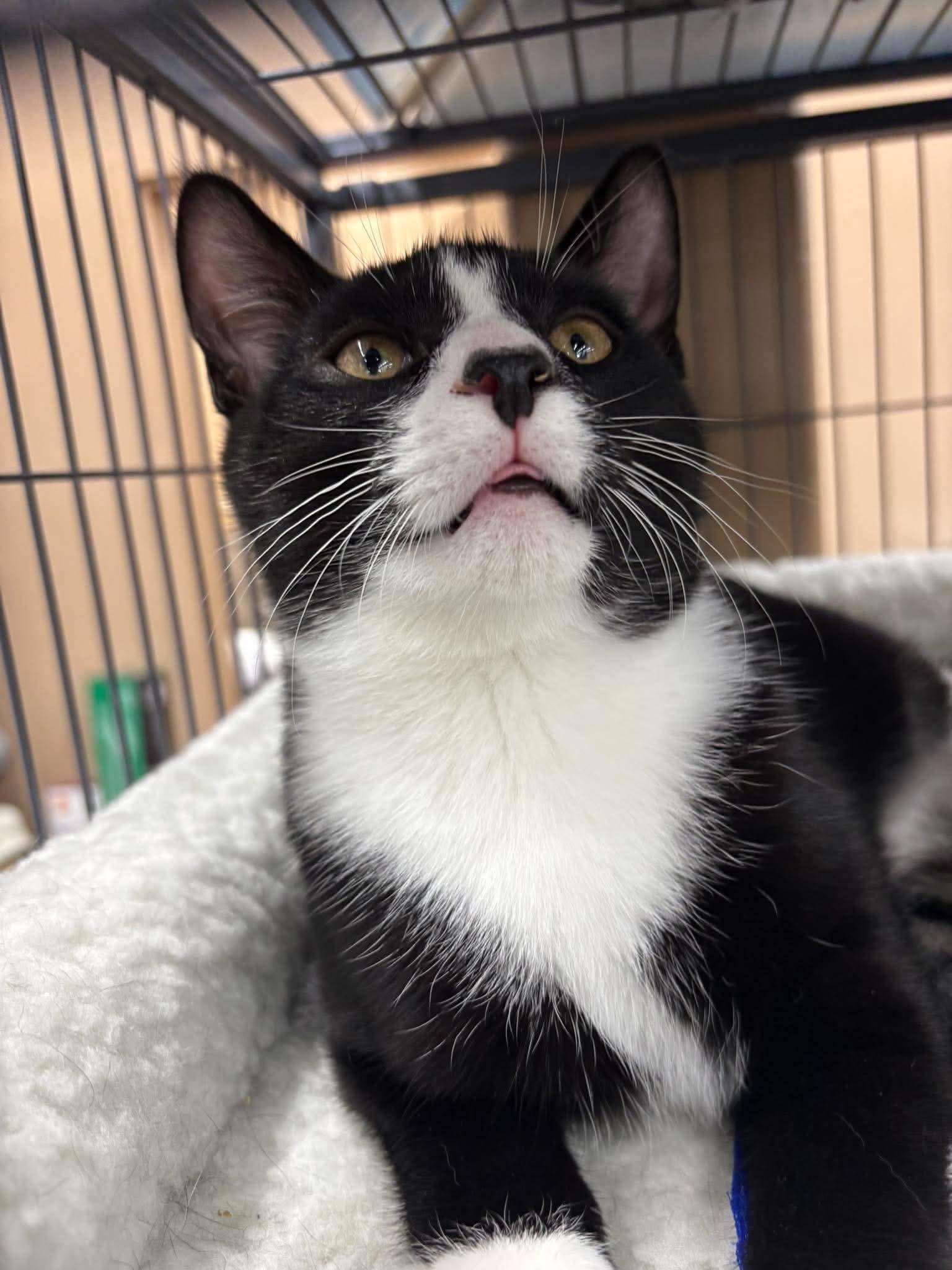 Enlarge Chip & Dale, a Adoptable Domestic Short Hair in Fredericton, NB image 3/6