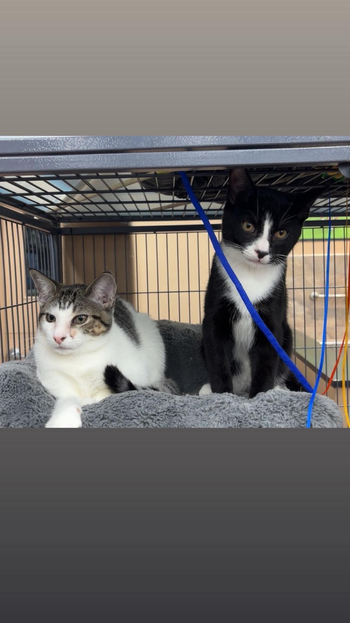 Enlarge Chip & Dale, a Adoptable Domestic Short Hair in Fredericton, NB image 2/6