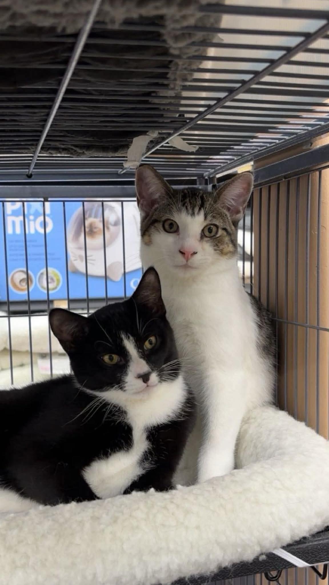 Chip & Dale, Adoptable, Kitten Male Domestic Short Hair.