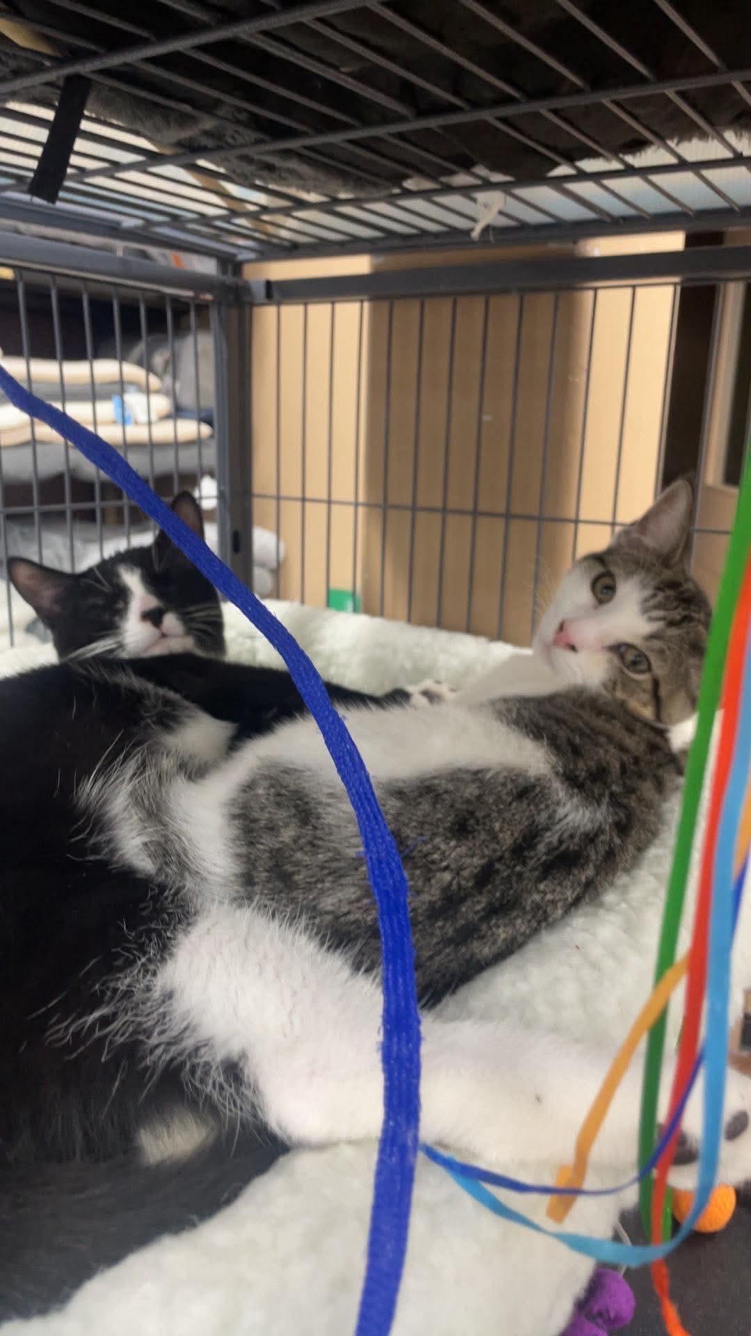 Enlarge Chip & Dale, a Adoptable Domestic Short Hair in Fredericton, NB image 6/6