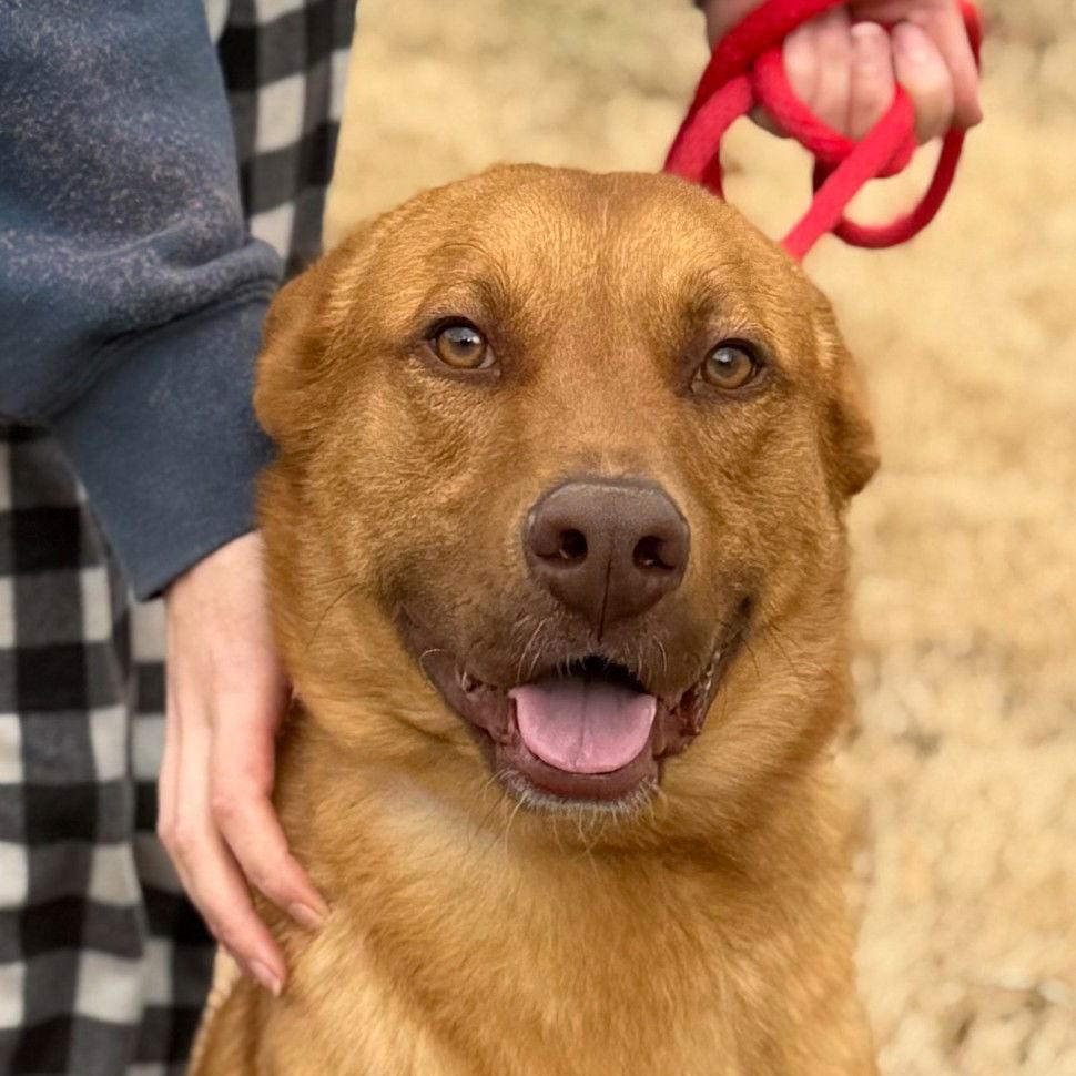 Enlarge FRANKLIN, a Adoptable Vizsla in NEWTOWN, PA image 3/3