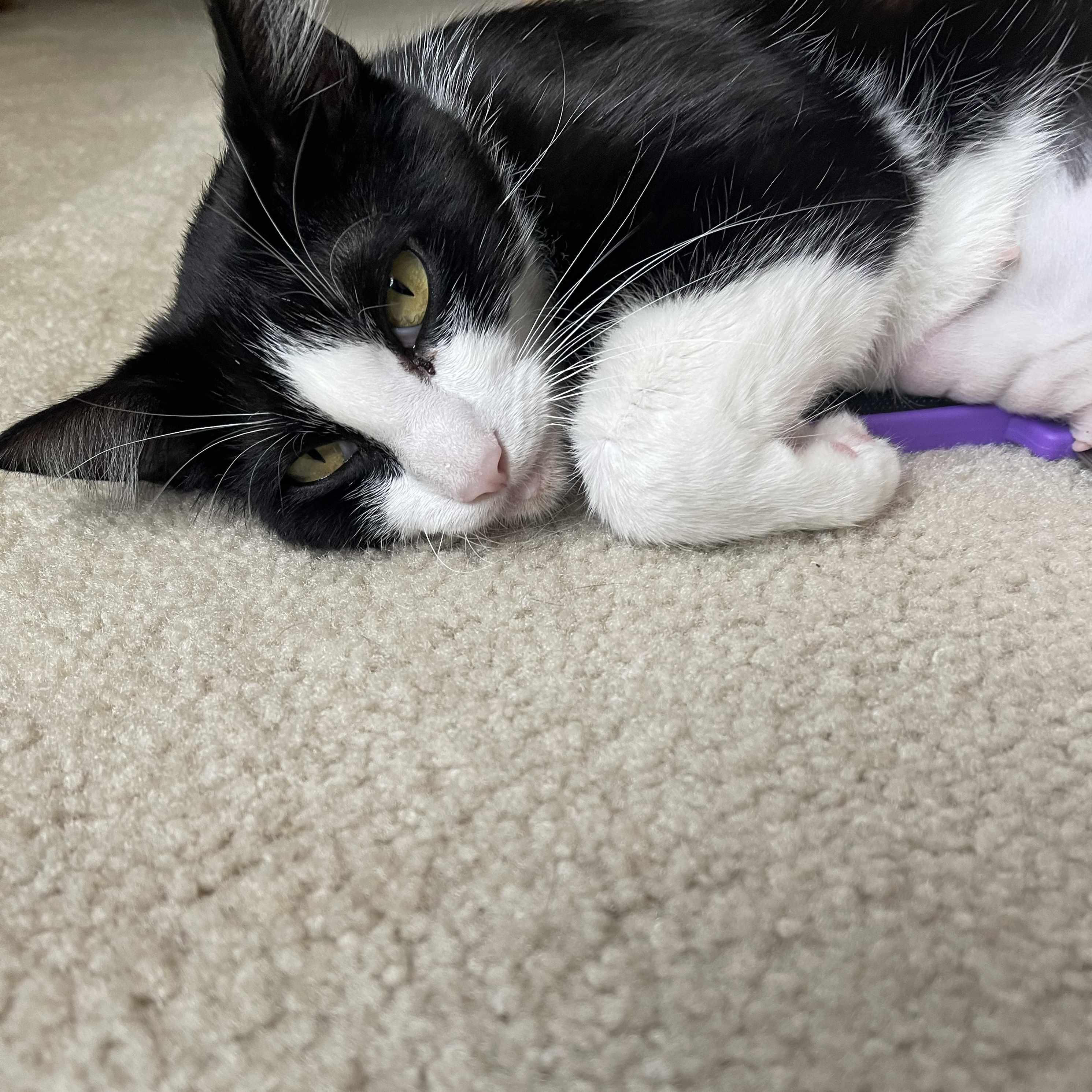 Pepper, a Adoptable Tuxedo in Orange, CA image 3/4