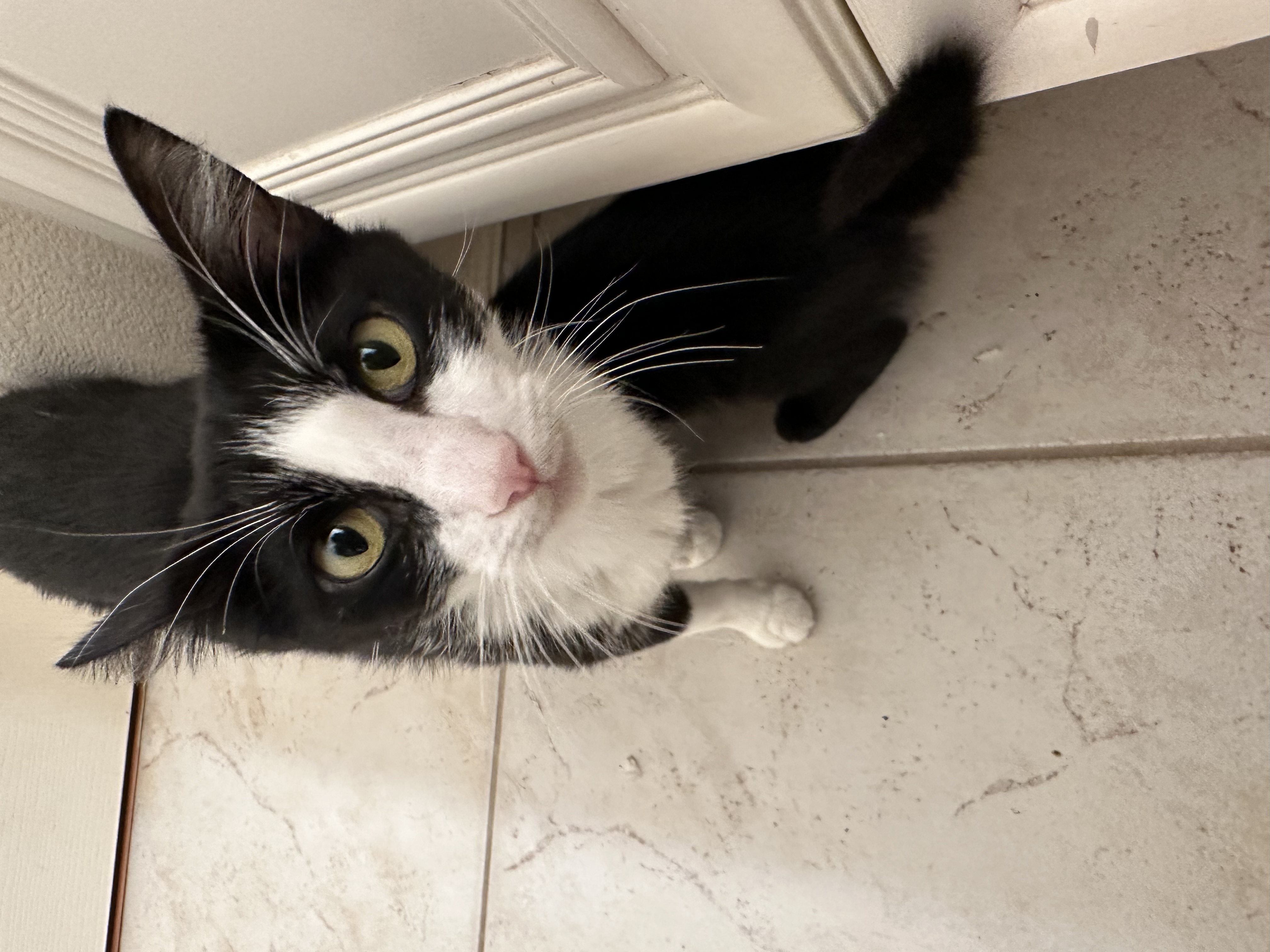 Pepper, a Adoptable Tuxedo in Orange, CA image 4/4