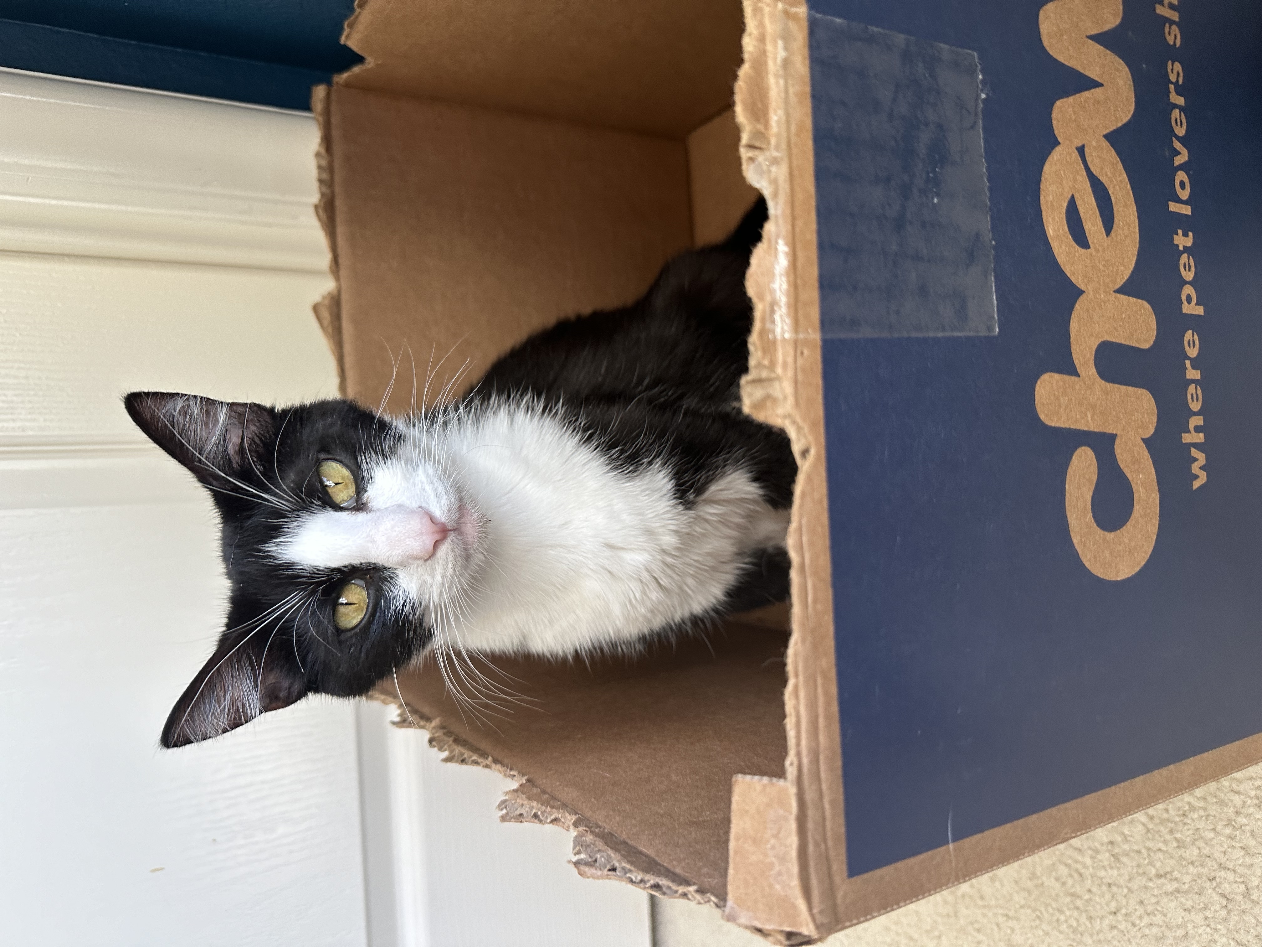 Pepper, a Adoptable Tuxedo in Orange, CA image 1/4
