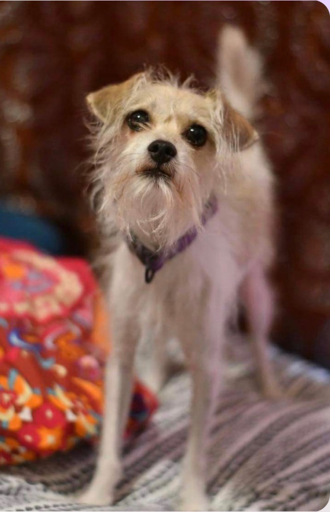 Abu, Adopted, Adult Male Chihuahua & Italian Greyhound.