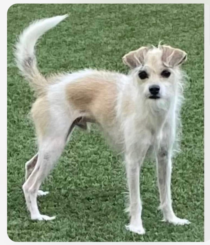 Enlarge Abu, a Adopted mixed breed in Orlando, FL image 2/7