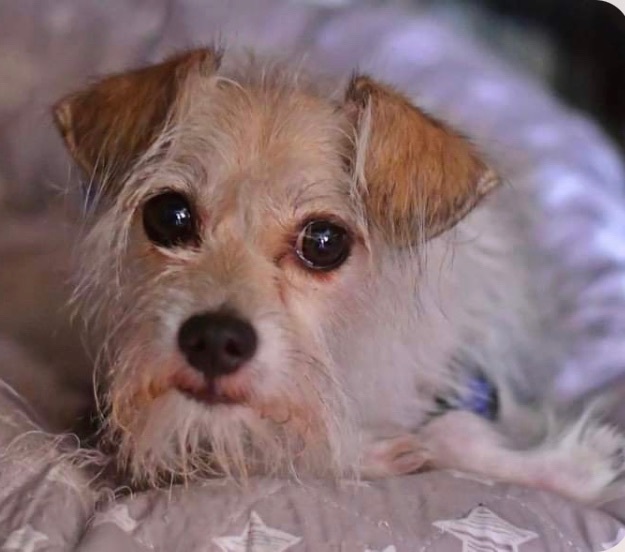 Enlarge Abu, a Adopted mixed breed in Orlando, FL image 3/7