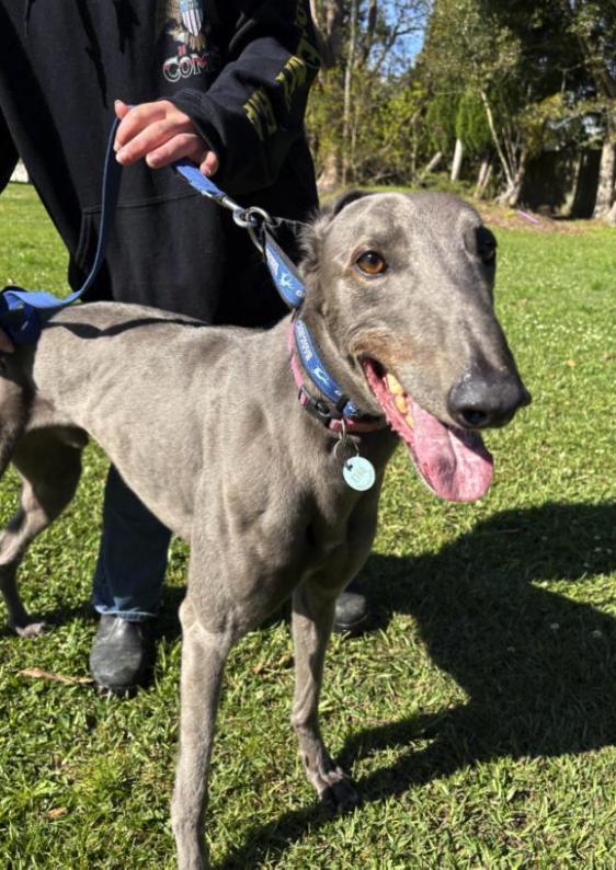 Hardaway Chicago (HOS), a ADOPTABLE Greyhound in Tarpon Springs, FL image 1/6